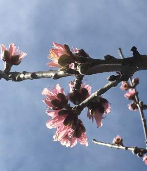 16708432_10208673726860673_8660512681377834856_n